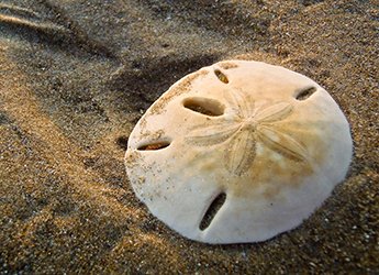  Beach combing 